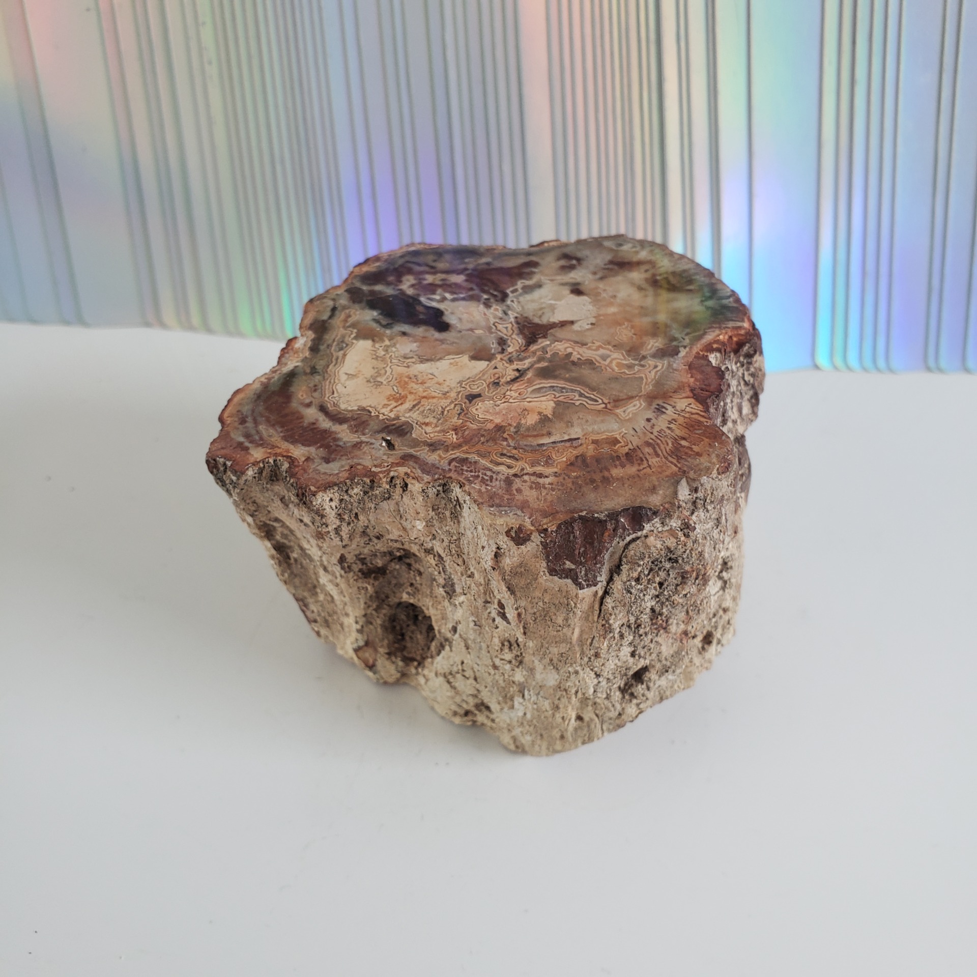 Energy Crystals Petrified Wood Stump 2
