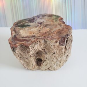 Energy Crystals Petrified Wood 1 6