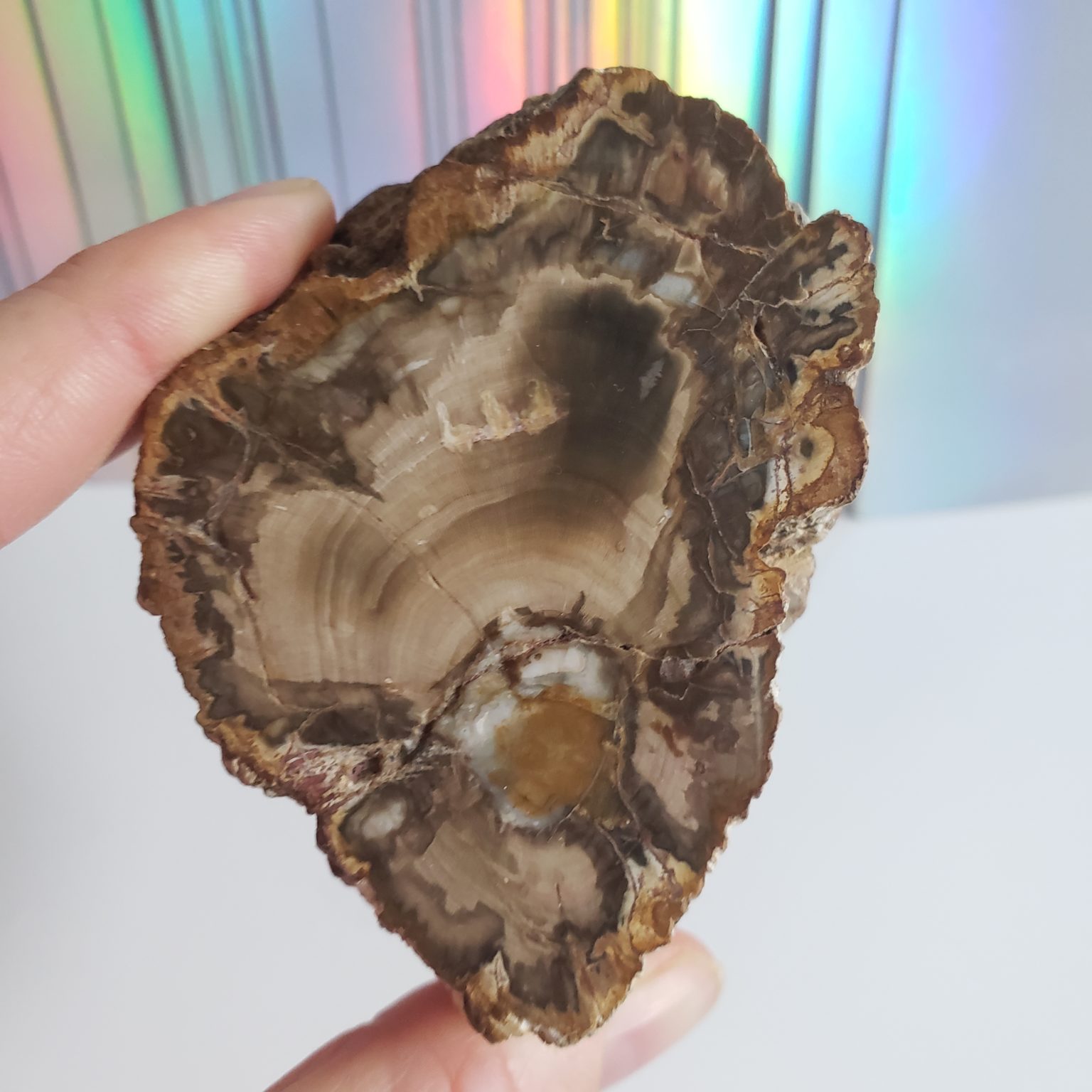 Energy Crystals Petrified Wood Stump