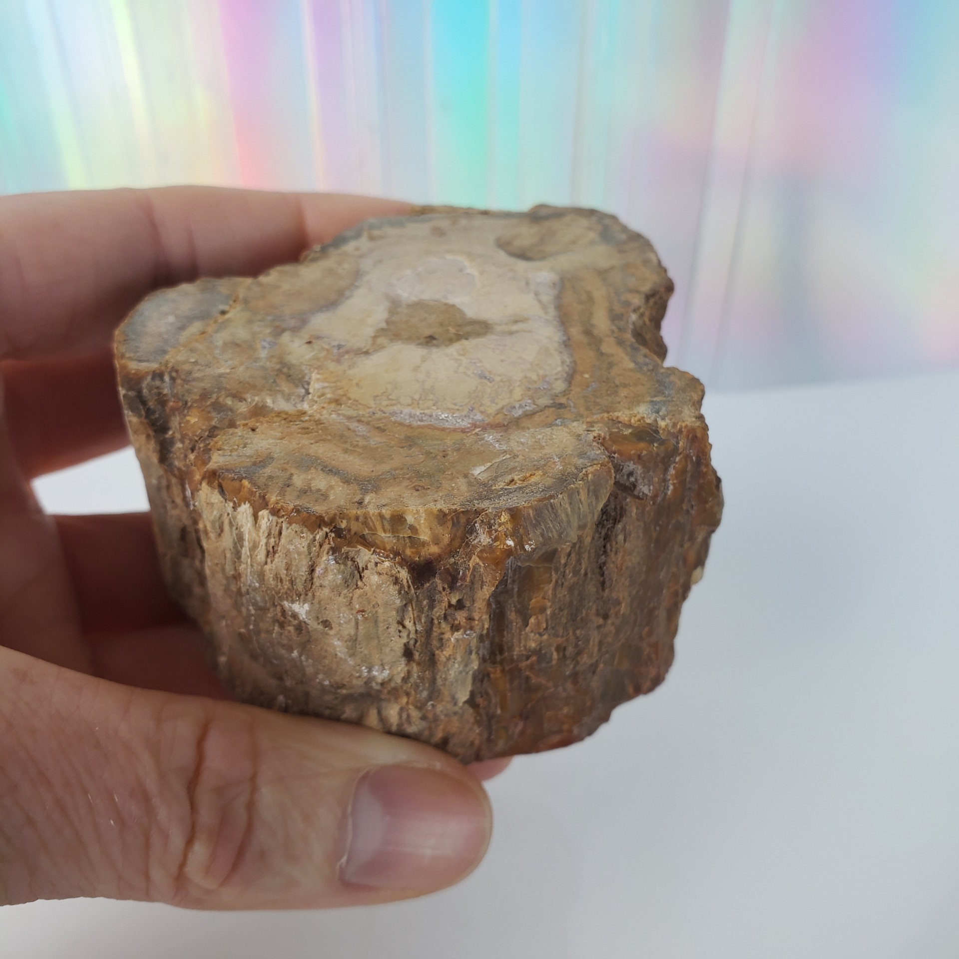 Energy Crystals Petrified Wood Stump 2