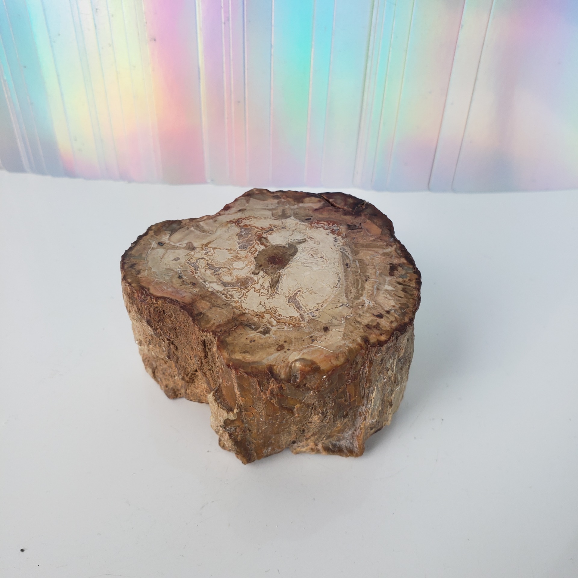 Energy Crystals Petrified Wood Stump 2