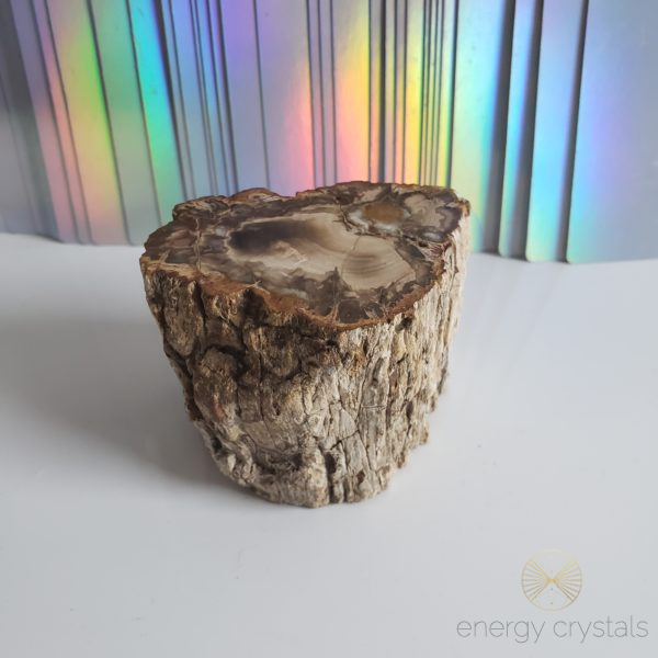 Energy Crystals Petrified Wood Stump 3 1