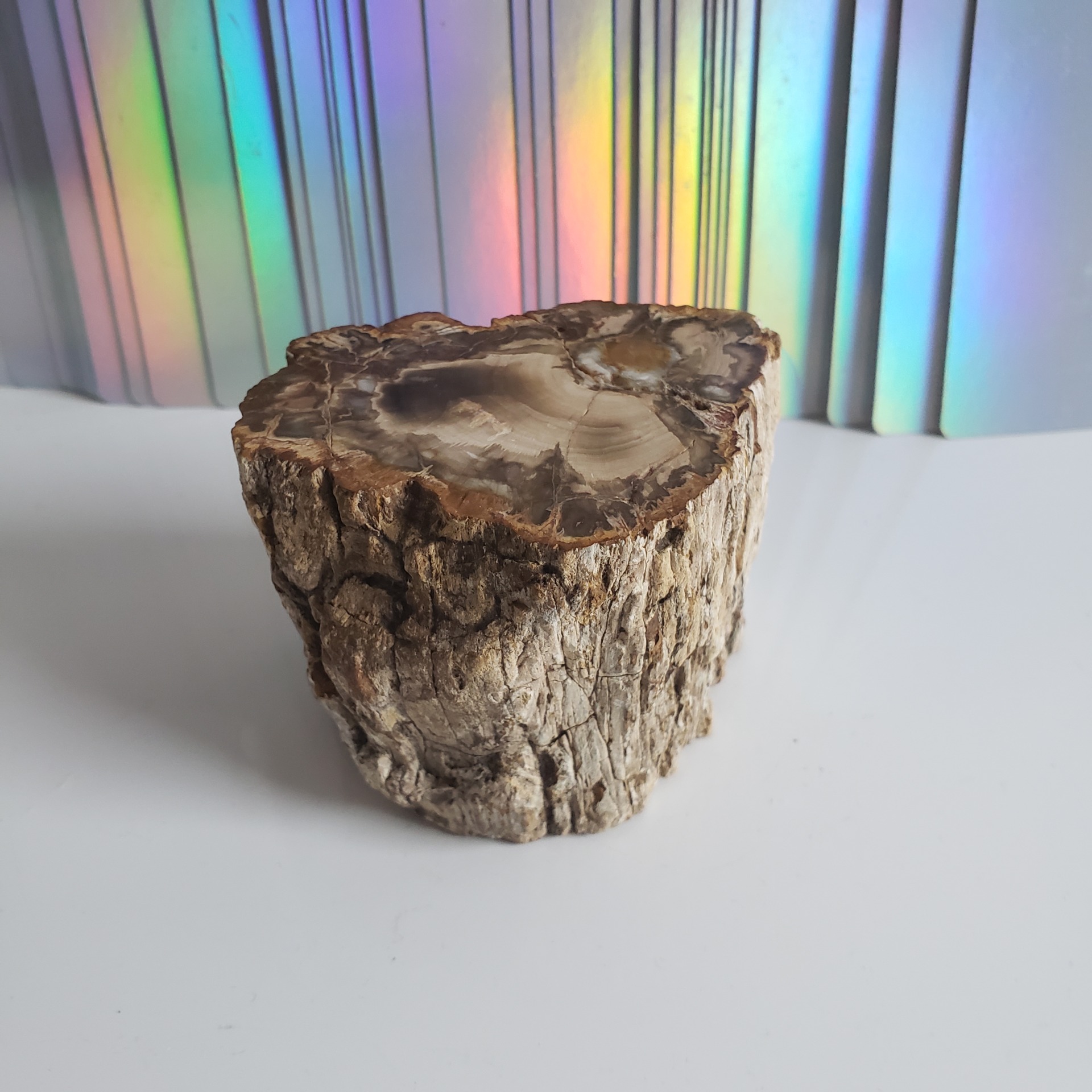 Energy Crystals Petrified Wood Stump