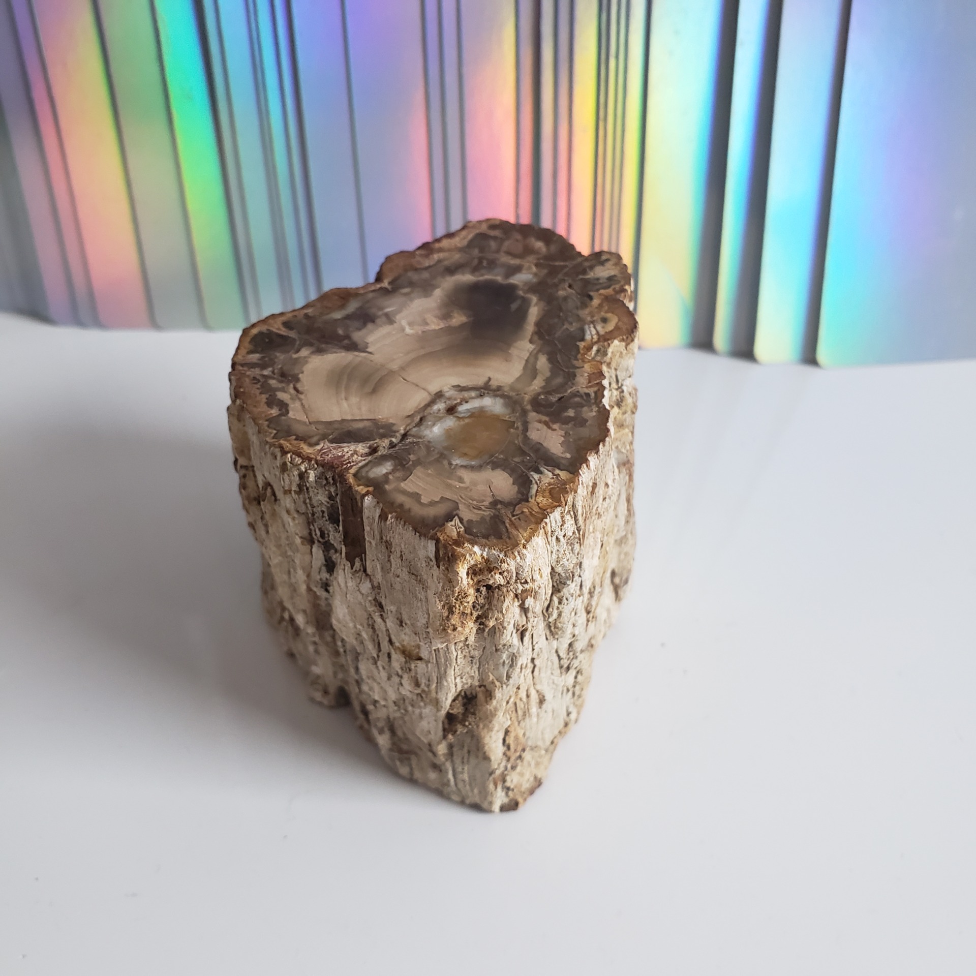 Energy Crystals Petrified Wood Stump