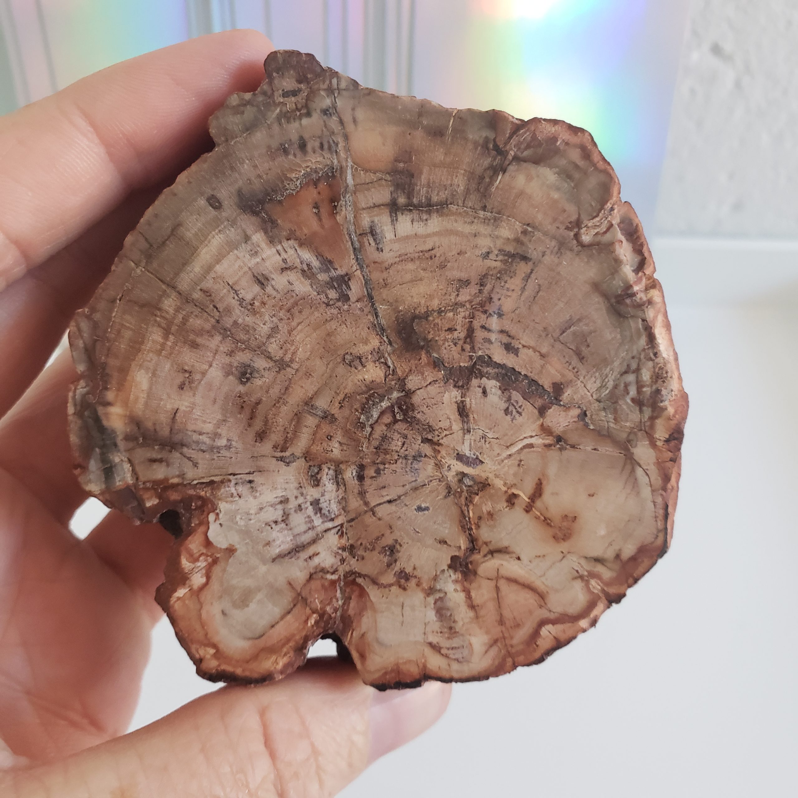 Energy Crystals Petrified Wood Stump