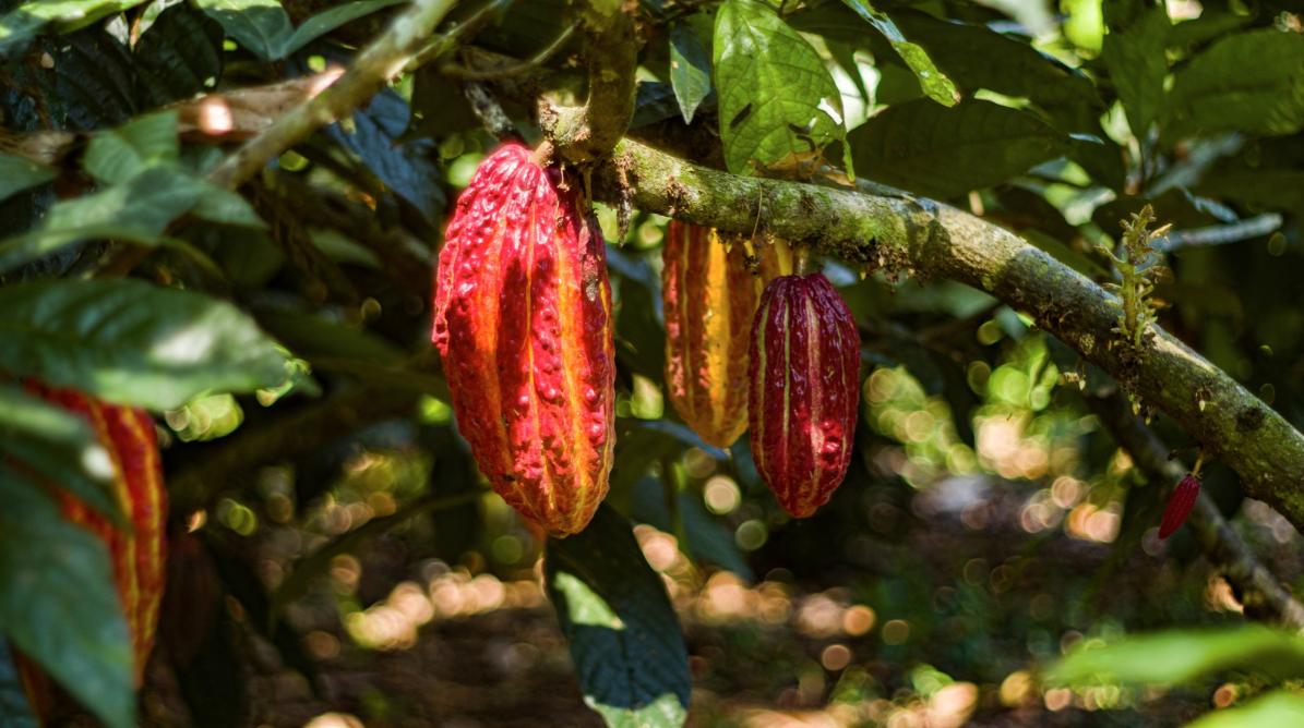 Cacao pods growing on the tree