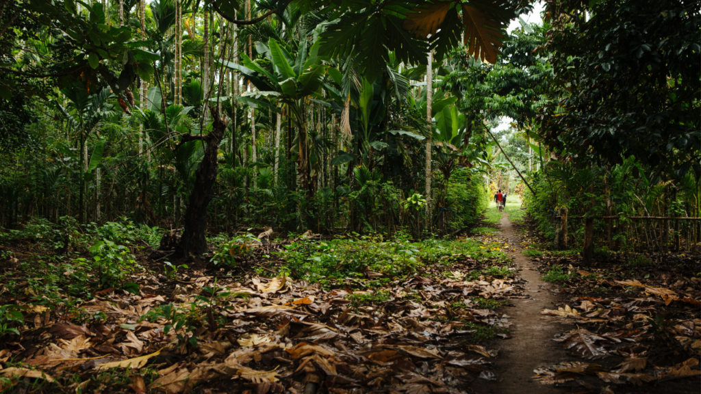 Path through a cacao plantation